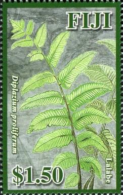 Lalabe (Diplazium proliferum)