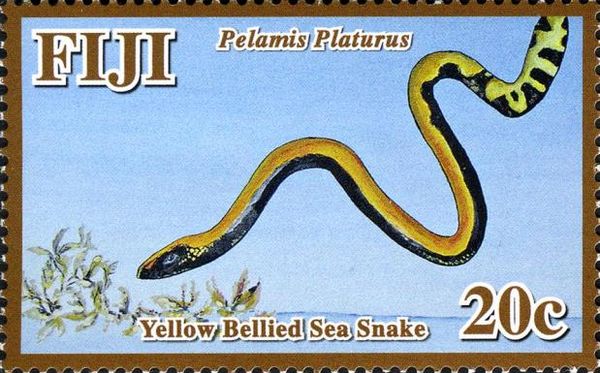 Yellow-bellied Sea Snake (Pelamis platurus)