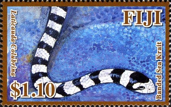 Banded Sea Krait (Laticauda colubrina)