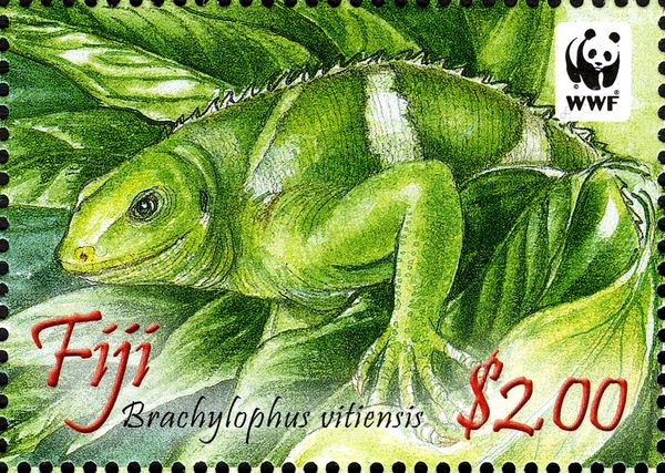 Fiji Crested Iguana (Brachylophus vitiensis)