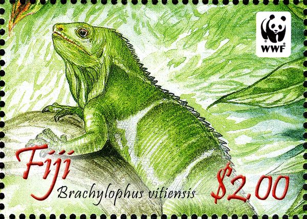 Fiji Crested Iguana (Brachylophus vitiensis)