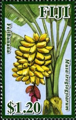 Fei Banana (Musa troglogytarum)