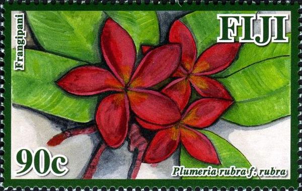 Frangipani (Plumeria rubra f. rubra)