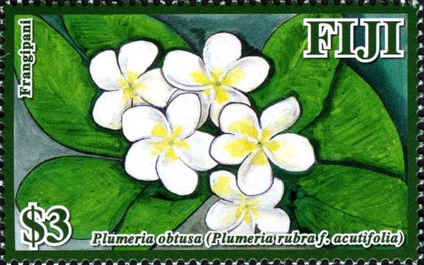 Plumeria obtusa (Plumeria rubra f. acutifolia)