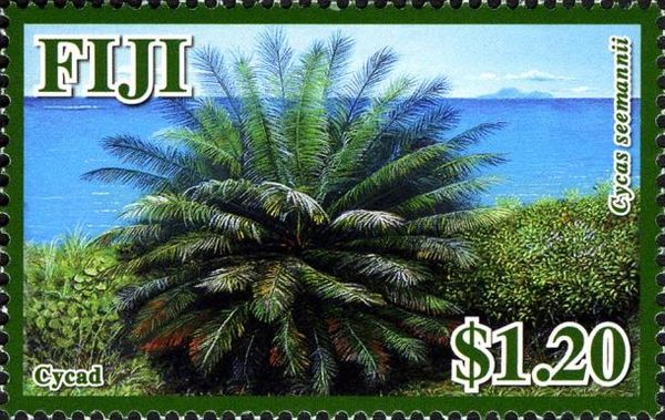 Cycad (Cycas seemannii)