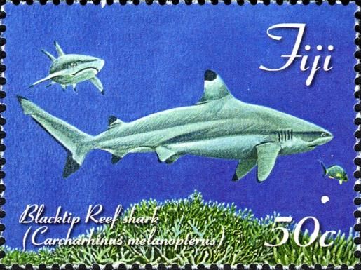 Blacktip Reef Shark (Carcharhinus melanopterus)