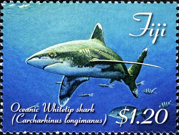 Oceanic Whitetip Shark (Carcharhinus longimanus)