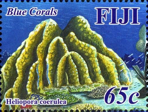Heliopora coerulea