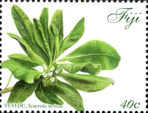Vevedu (Scaevola sericea)