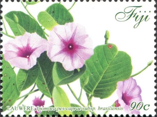 Lauwere (Ipomoea pes-caprae ssp. brasiliensis)
