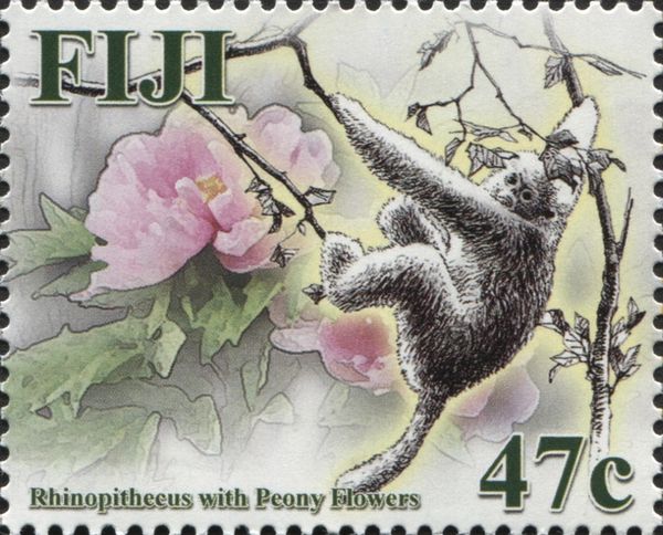 Tonkin Snub-nosed Monkey (Rhinopithecus avunculus), Peony