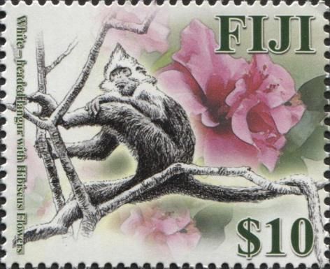 White-headed Langur (Trachypithecus leucocephalus), hibiscus