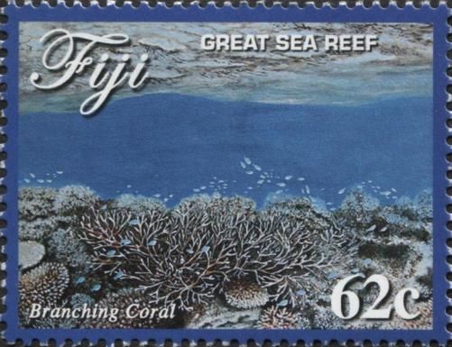 Branching Coral