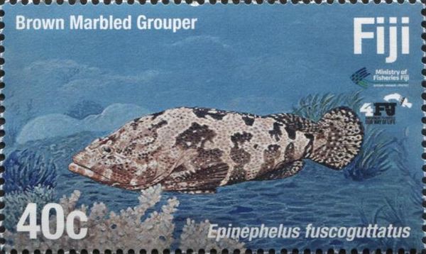 Brown Marbled Grouper (Epinephelus fuscoguttatus)