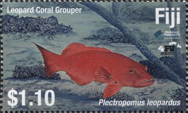 Leopard Coral Grouper (Plectropomus leopardus)
