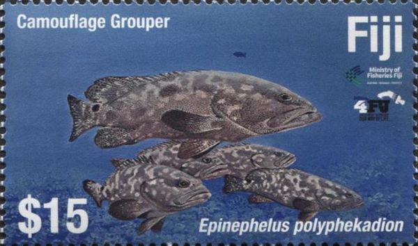 Camouflage Grouper (Epinephelus polyphekadion)