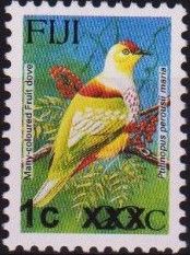 Many-coloured Fruit Dove (Ptilinopus perousii mariae)