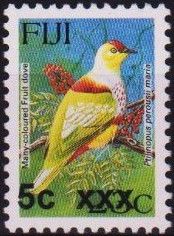 Many-coloured Fruit Dove (Ptilinopus perousii mariae)
