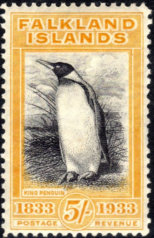 King Penguin (Aptenodytes patagonicus)
