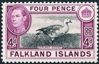 Upland Goose (Chloephaga picta)