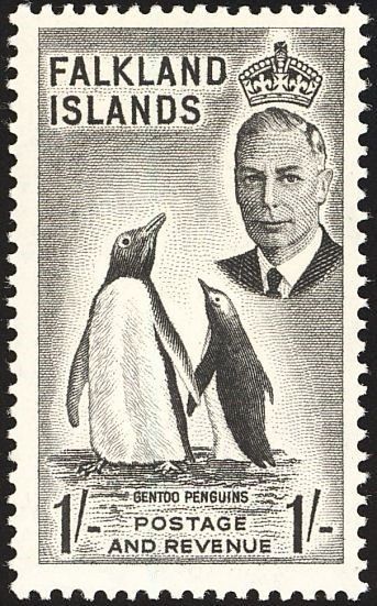 Gentoo Penguin (Pygoscelis papua)