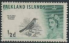 Falkland Islands Thrush (Turdus falklandicus)
