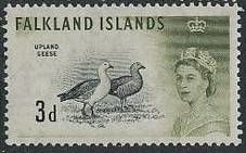 Upland Goose (Chloephaga picta)