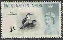 King Cormorant (Leucocarbo atriceps)