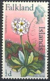 Dusty Miller (Primula decipiens)