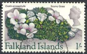 Scurvy Grass (Oxalis enneaphylla)
