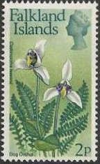Dog Orchid (Codonorchis lessonii)