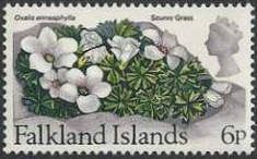 Scurvy Grass (Oxalis enneaphylia)