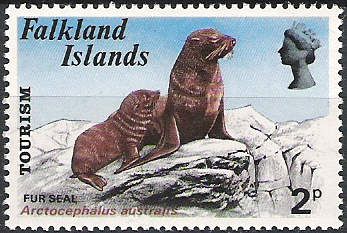 South American Fur Seal (Arctocephalus australis)