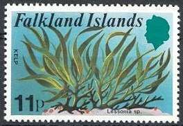 Kelp (Lessonia sp.)