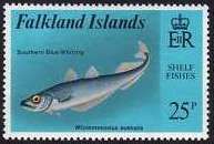 Southern Blue Whiting (Micromesistius australis)