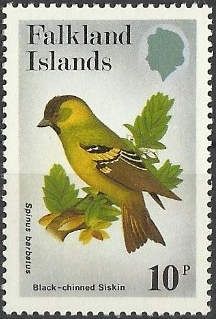 Black-chinned Siskin (Spinus barbatus)