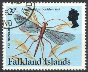 Ichneumon Fly (Alophophion occidentalis)
