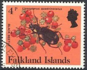 Black Beetle (Lissopterus quadrinotatus)