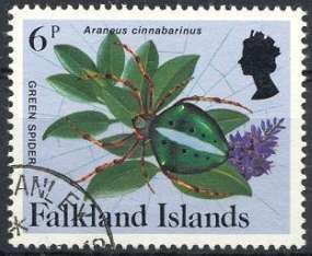 Falkland Green Spider (Araneus cinnabarinus)