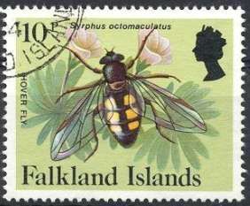 Hover Fly (Syrphus octomaculatus)