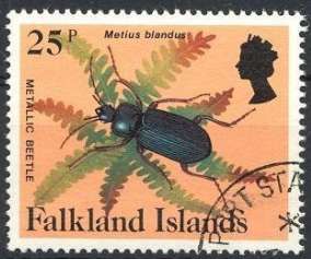 Metallic Beetle (Metius blandus)