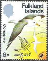 Black-browed Albatross (Thalassarche melanophris)
