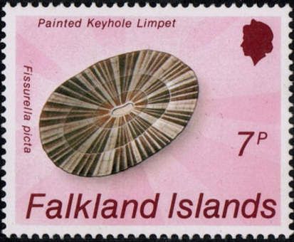 Painted Keyhole Limpet (Fissurella picta)