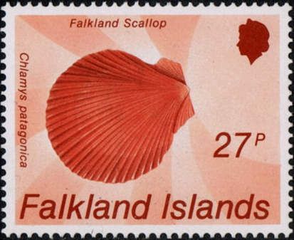 Falkland Scallop (Chlamys patagonica)