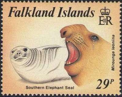 Southern Elephant Seal (Mirounga leonina)