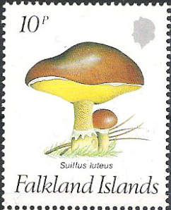 Suillus luteus