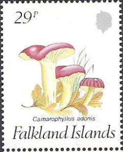 Camarophyllus adonis