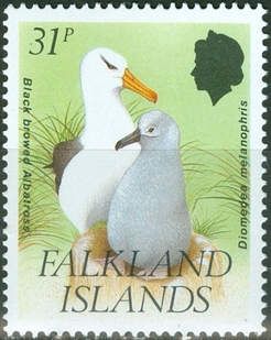 Black-browed Albatross (Diomedea melanophris)