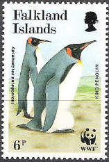 King Penguin (Aptenodytes patagonicus)