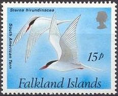 South American Tern (Sterna hirundinacea) 